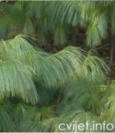 Himalajski bor - Pinus wallichiana
